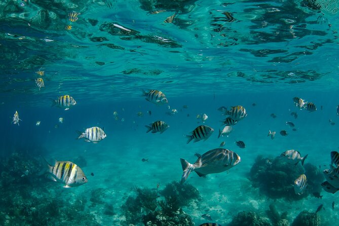3 Hour Private Charter on Stingray City with Snorkeling - Starfish Point: the best part is how simple it feels