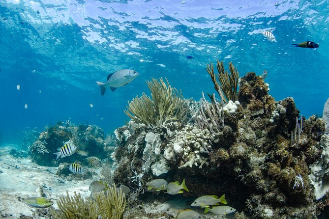 3 Hour Private Charter on Stingray City with Snorkeling - Rum Point or Coral Gardens: how the snorkeling stop works in real life