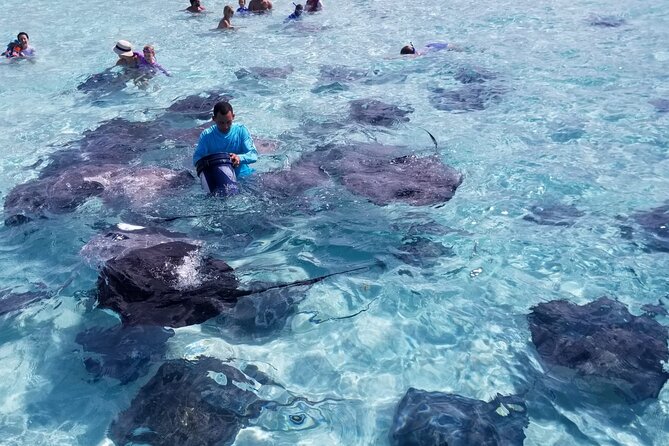 3 Stop Boat Tour Stingray City Coral Gardens and Starfish Point - Meeting at Safehaven Marina, and how pickup can affect your day