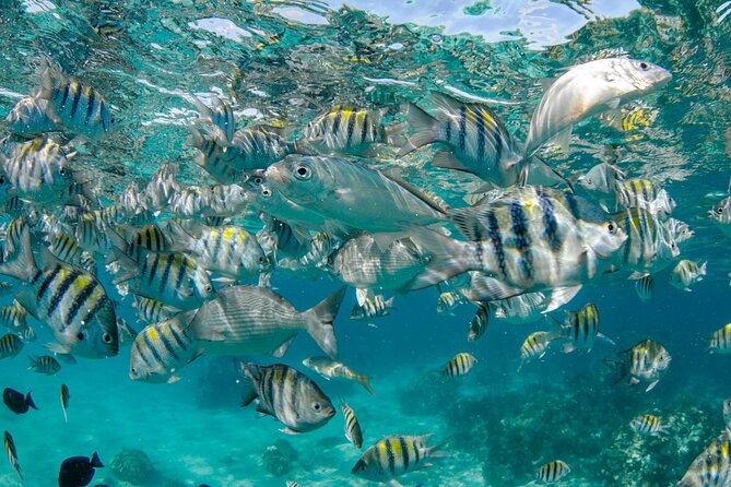 4 hour Private Boat charter to Stingray City, Snorkeling and More - Mangroves, Rum Point, and the Value of Customizing Within the Same Charter