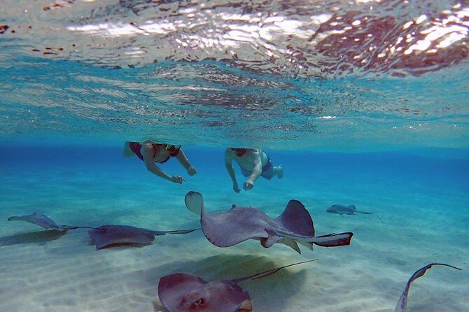 4-Stop Stingray, Snorkel, Star Fish & 7 Mile Beach (Family Owned) - Key things to know before you go