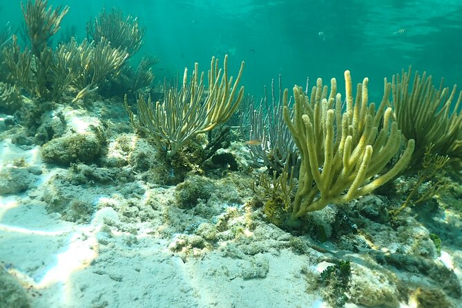 4-Stop Stingray, Snorkel, Star Fish & 7 Mile Beach (Family Owned) - From hotel pickup to the marina: the part that sets your whole day up