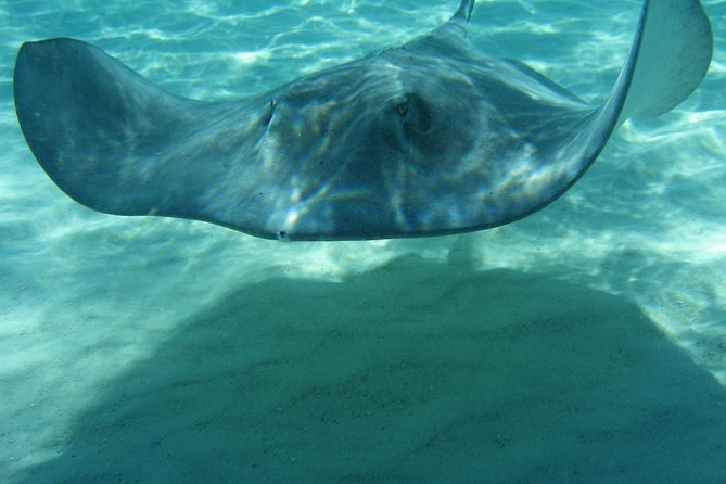 4-Stop Stingray, Snorkel, Star Fish & 7 Mile Beach (Family Owned) - Stop 2, Starfish Point: a short sandbar stop with a calm vibe