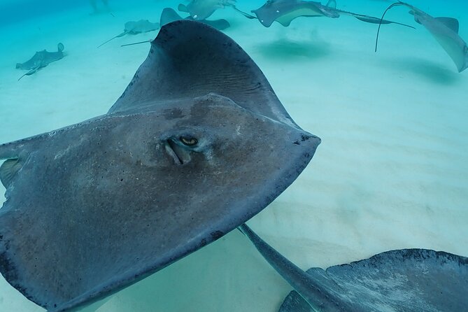 4-Stop Stingray, Snorkel, Star Fish & 7 Mile Beach (Family Owned) - Small group energy: safety and friendliness that actually shows up