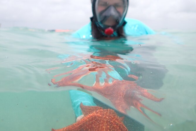 4-Stop Stingray, Snorkel, Star Fish & 7 Mile Beach (Family Owned) - What you pay, and why $85 can be a fair deal