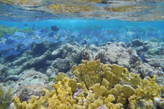 4 Stops Tour: Stingray, Snorkeling, Starfish & 7 Mile Beach - Grand Cayman in 4.5 hours: the pacing and payoff
