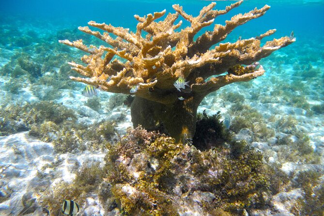 4 Stops Tour: Stingray, Snorkeling, Starfish & 7 Mile Beach - Stop 3: Coral Gardens snorkeling that fits real schedules