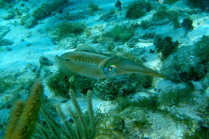4 Stops Tour: Stingray, Snorkeling, Starfish & 7 Mile Beach - Price and value: what $60 buys you on Grand Cayman
