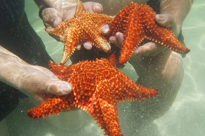 4 Stops Tour: Stingray, Snorkeling, Starfish & 7 Mile Beach - Getting there smoothly: pickup, vehicle comfort, and group size