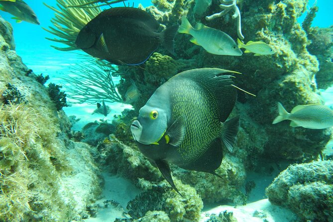 4 Stops Tour: Stingray, Snorkeling, Starfish & 7 Mile Beach - What to bring so your day feels effortless