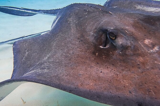 Acquarius Stingray City and Snorkel Tours - Stop 2, Stingray City sandbar: the main event, and how the touching works