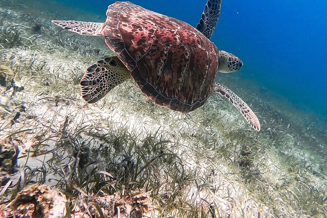 Acquarius Stingray City and Snorkel Tours - Value check: is $79 a smart deal for Grand Cayman?