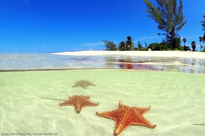 Cayman Adventure: Starfish Point, Stingray City and Coral Gardens - Stop 3: Coral Gardens snorkeling for about 40 minutes