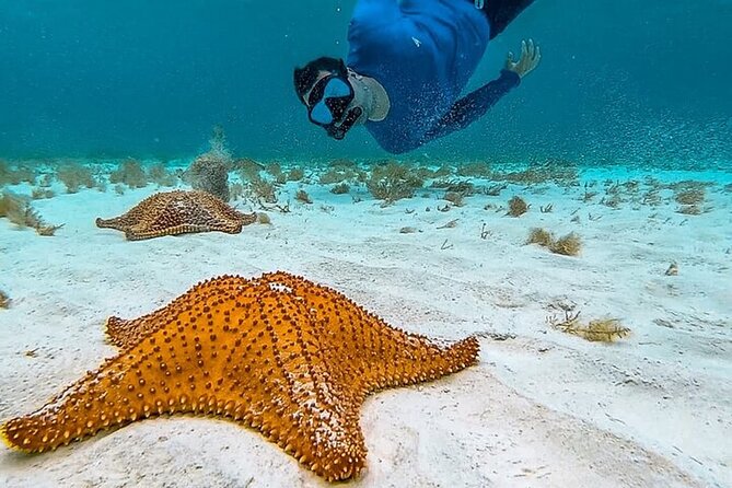 Cayman Combo Tour: Stingrays, Starfish Point and Crystal Caves - Stingray City: What the Marine Park Swim Really Feels Like