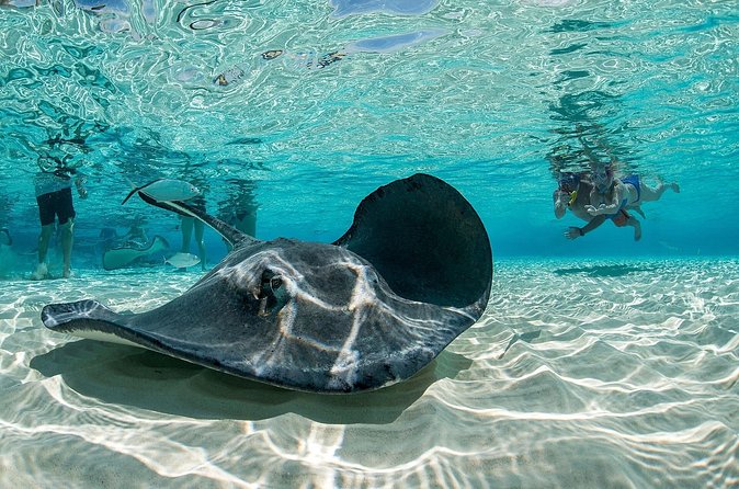 Cayman Combo Tour: Stingrays, Starfish Point and Crystal Caves - Snorkeling Gear, Safety Vibes, and What You Bring