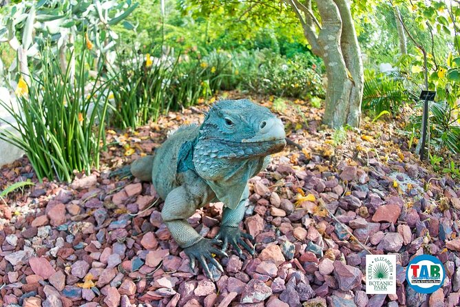 Cayman Crystal Caves & Pedro St James Castle or Botanical Garden - Price and value: is $257.15 a good deal?