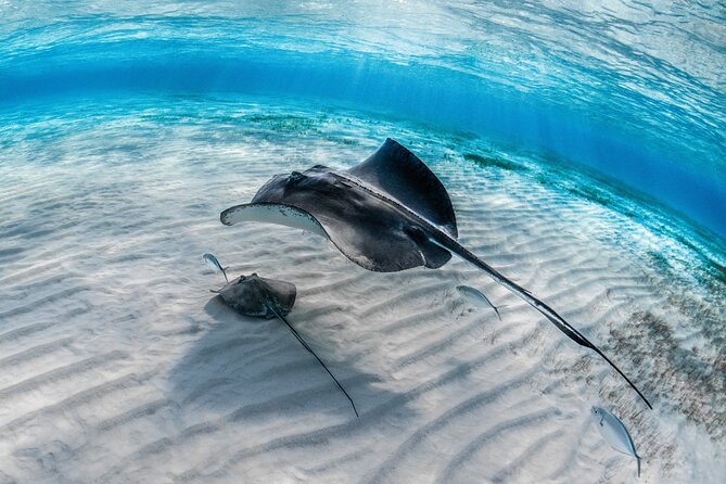 Cayman Ultimate Tour: Stingrays, Starfish Point and Crystal Caves - Starfish Point beach time, clear water, and what to do with an hour