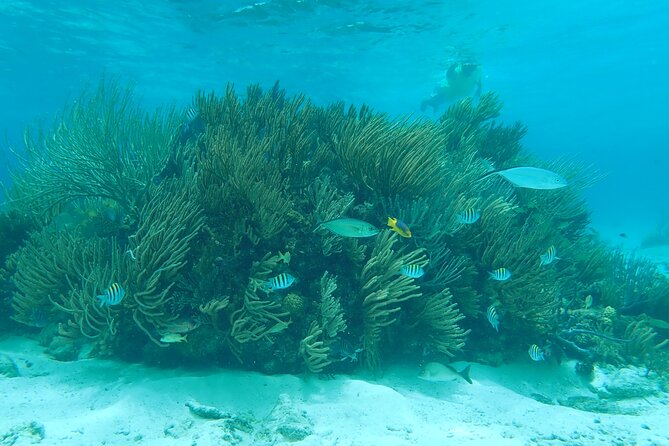 (Family owned) Stingray city sandbar, Starfish Beach & Snorkeling - Key things that make this tour worth your time
