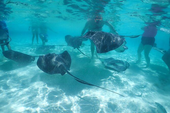 (Family owned) Stingray city sandbar, Starfish Beach & Snorkeling - Stingray City and Coral Gardens, timed for a half-day win
