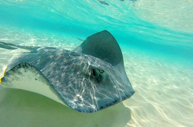 (Family owned) Stingray city sandbar, Starfish Beach & Snorkeling - Starfish Beach: quick, sweet, and sometimes less impressive