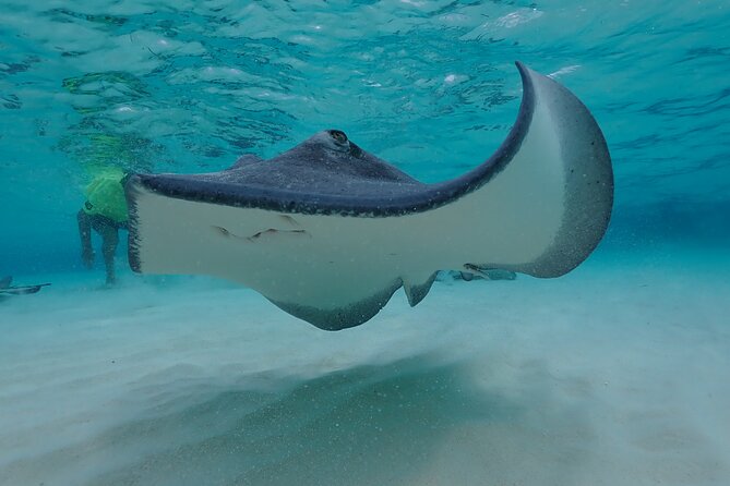 (Family owned) Stingray city sandbar, Starfish Beach & Snorkeling - Coral Gardens snorkeling: reef time with gear and a safety bubble