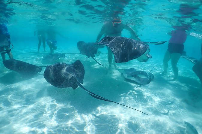 (Family owned) Stingray city sandbar, Starfish Beach & Snorkeling - Price and value: does $65 feel like a fair deal?