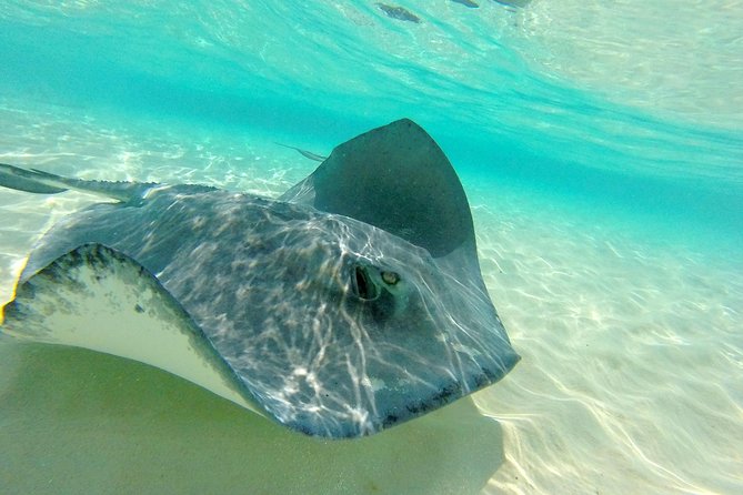 (Family owned) Stingray city sandbar, Starfish Beach & Snorkeling - Stingray City sandbar: how the “real” interaction works