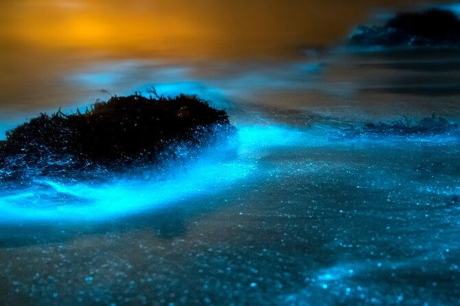 Grand Cayman Bioluminescence Adventure - Price and value: what $143.10 really covers