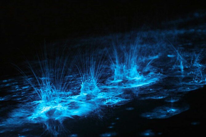 Grand Cayman Bioluminescence Experience - What you are really buying in Bio Bay