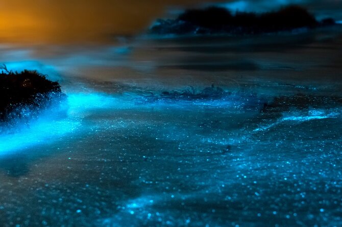 Grand Cayman Bioluminescence Experience - Price and value: does $143.10 make sense for your night?