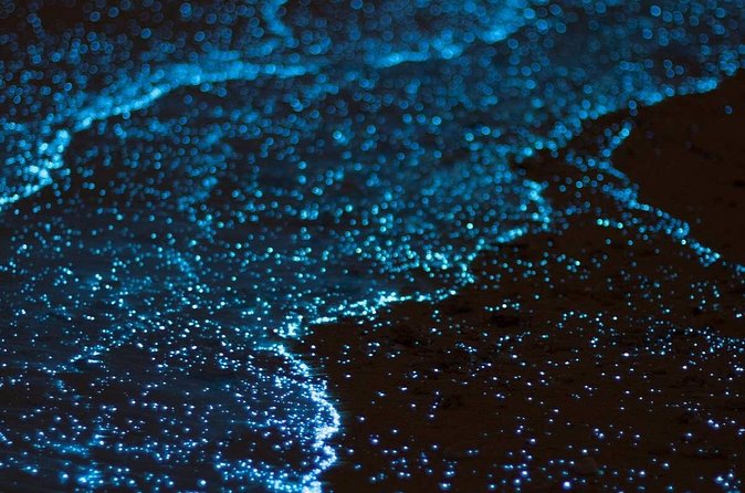 Grand Cayman Bioluminescence Experience - Who should book this bioluminescence tour, and who might reconsider