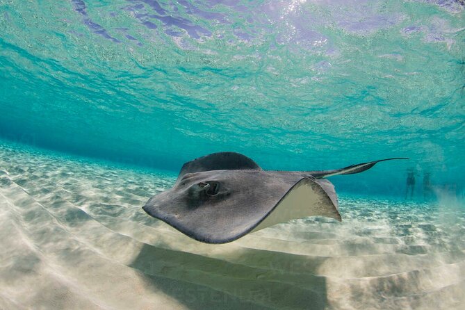 Grand Cayman Stingray City and Reef Snorkeling Combo Tour - Reef snorkeling on Grand Cayman: Barrier Reef and Coral Gardens with guided help