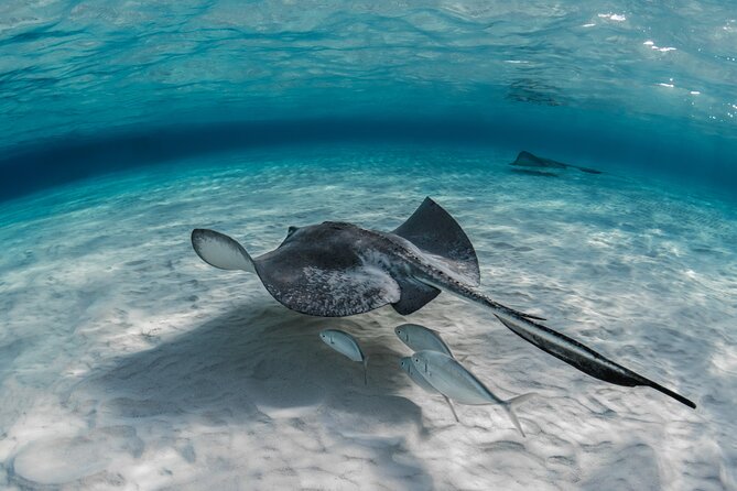 Grand Cayman Stingray City and Reef Snorkeling Combo Tour - Packing and comfort tips for a smooth Grand Cayman water day