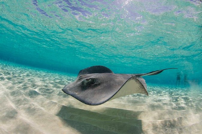 Grand Cayman Stingray City and Reef Snorkeling Combo Tour - Cruise-day timing and meeting point basics that keep you on schedule