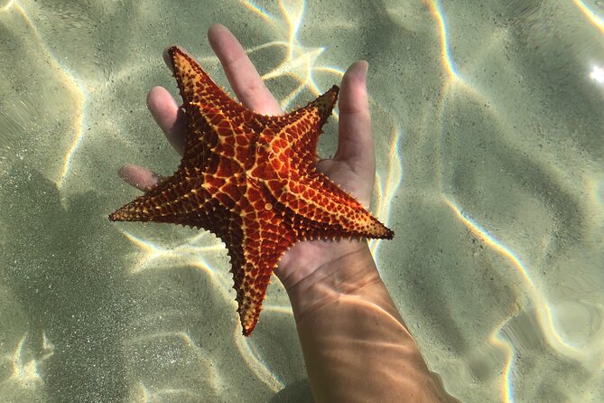 Half Day Private Boat Charter in Grand Cayman - Stingray Sandbar: the Cayman classic you can’t skip