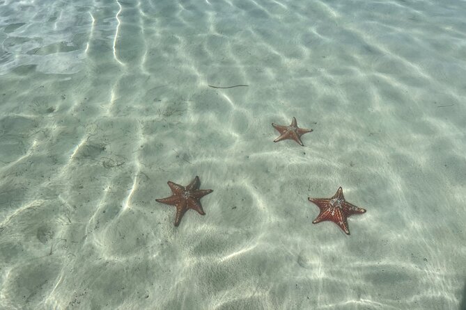Half Day Private Boat Charter in Grand Cayman - Starfish Point: the best ending for a marine-focused afternoon