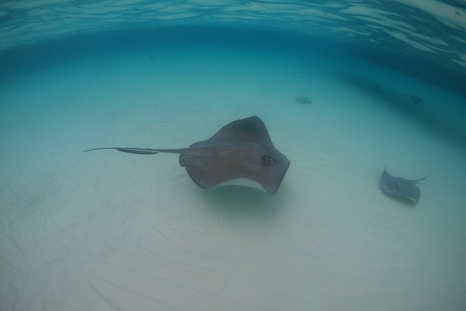 Half-Day Private Stingray City Charter - Grand Cayman - BTC - Timing and planning tips for a smooth 3-hour outing