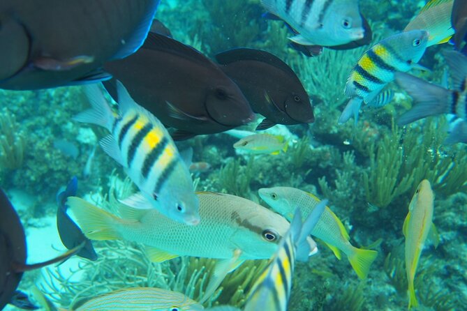Half-Day Private Stingray City Charter in Cayman Islands - What’s Included On Board (And What You Should Bring)
