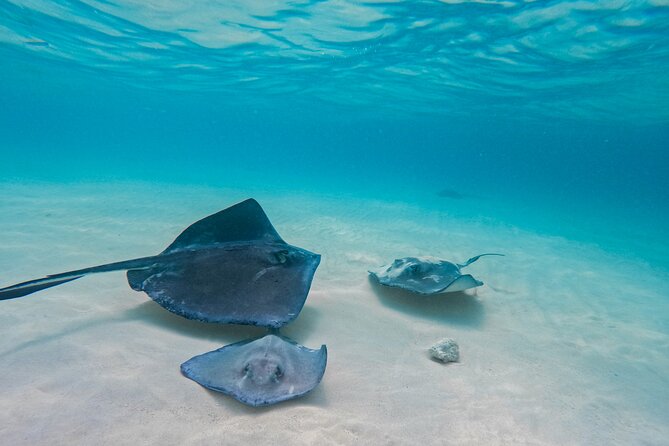 Party Boat Cruise - Starfish Point Beach: star spotting plus an easy beach hour