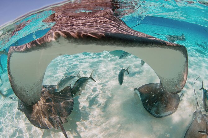 Private Boat Charter Snorkeling Stingray City or Bio Bay - Stingray City: 45 minutes up close with Southern stingrays