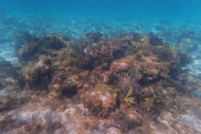 Private Boat Tour in Cayman Islands - Why this private boat feels different from cruise crowds
