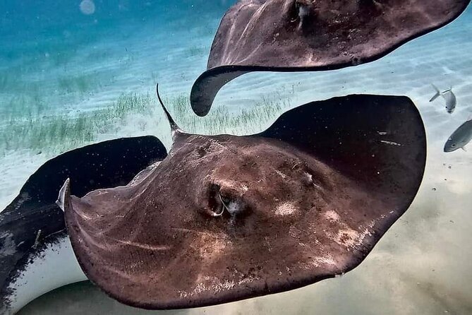 Private Charter 28ft Grady White. Stingrays, Snorkeling, Starfish - Lunch timing: where it fits and how long you really need