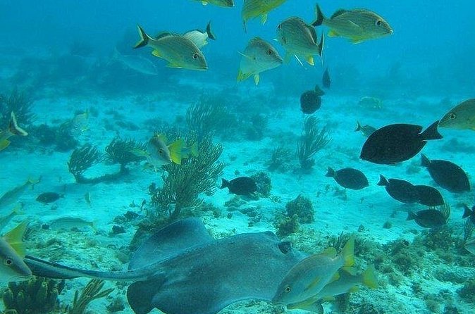 Private Full Day Charter - Stingray City, Starfish Point, Kaibo & Snorkeling - Price and value: $1,400 per group, and when it actually makes sense