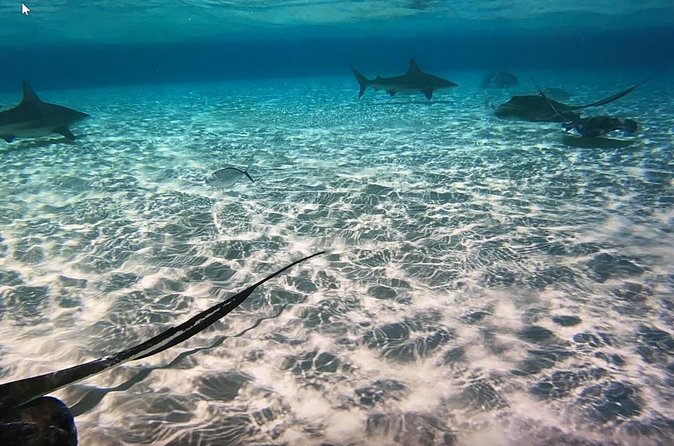 Private Full Day Charter - Stingray City, Starfish Point, Kaibo & Snorkeling - Who this charter fits best, and who might want a different plan