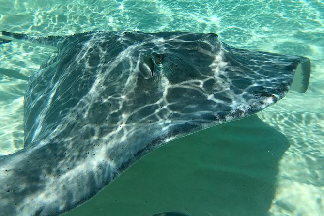 Private FullDay Stingray City, Snorkeling, Kaibo Bar & Grill and Starfish Beach - Private Stingray City and Reef Snorkeling, Without the Crowd Drag
