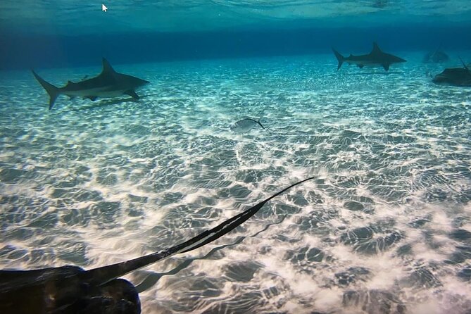 Private Half-Day Charter to Stingray City, Starfish Point and Snorkeling Tour - Key highlights before you go