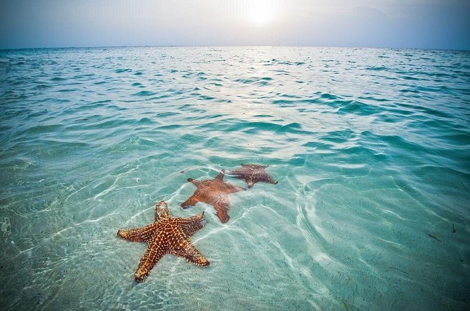 Private Half-Day Charter to Stingray City, Starfish Point and Snorkeling Tour - Boat Details and Crew Support: 25ft Sea Ray Sundeck on Cayman Time