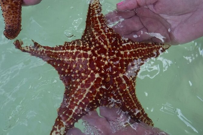 Private Half Day Stingray City, Snorkeling and Starfish Beach Tour - Stingray City sandbar: feeding time, comfort tips, and how crews help
