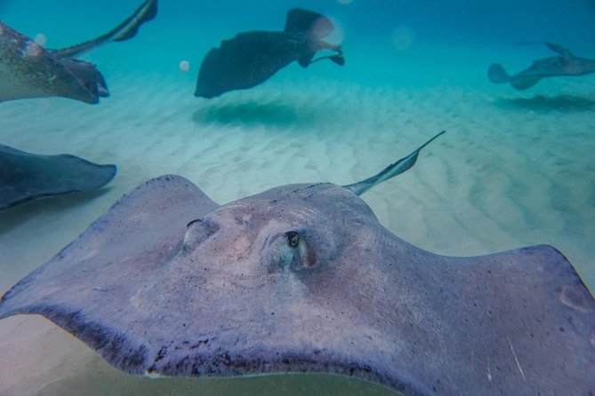 Private, luxury, custom charters to Stingray City, Snorkeling & More - Barrier Reef Snorkeling: What You’re Actually Getting
