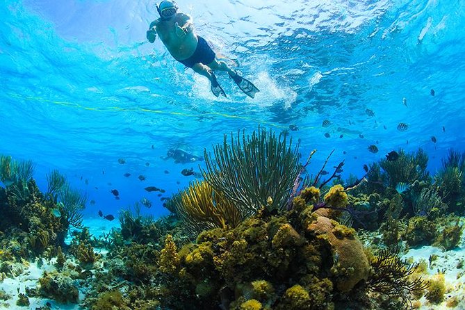 Private Stingray City and Snorkeling Half Day Charter for 6 Guest - Starfish Point: golden sand, shallow water, and great photos